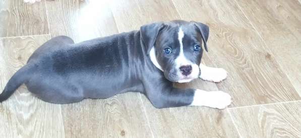 Мощные щенки амстаффа голубых кровей в фото 13