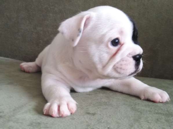 Шикарная леди Премиум (French Bulldog) White в Смоленске фото 13