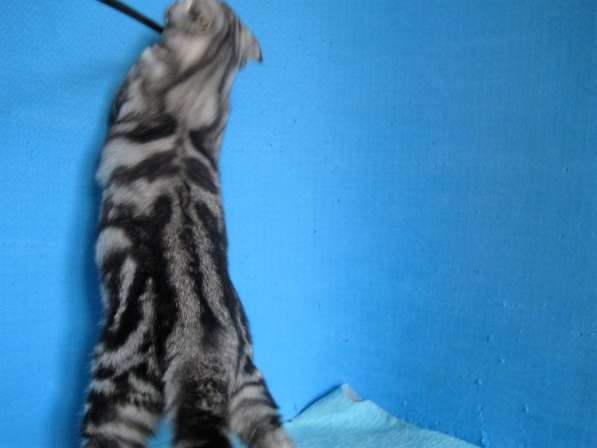 Кошечка с ярким контрастным мраморным окрасом в Казани фото 6