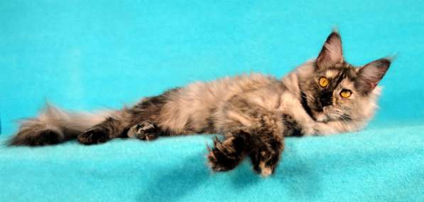 Апельсинки к Новому Году в Рязани фото 43