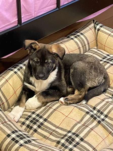 Маленький, но уже очень умный щенок в Санкт-Петербурге фото 3