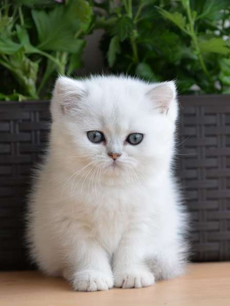 Британский мальчик роскошного окраса в Москве фото 10