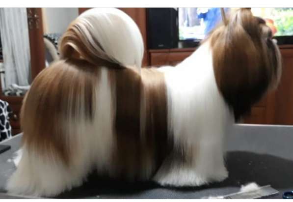 Щенок ши-тцу в Краснодаре фото 3