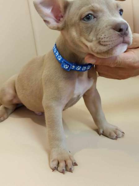Шикарные Щенки American Bully в фото 15