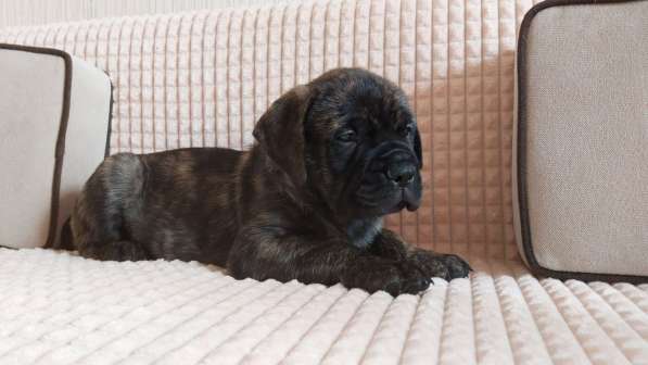 Bullmastiff high-bred puppies