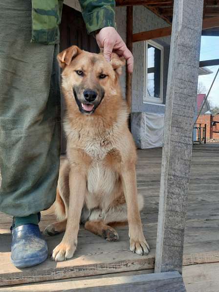 Отличный охранник и самый верный друг, молодой пес Симба в Москве фото 6