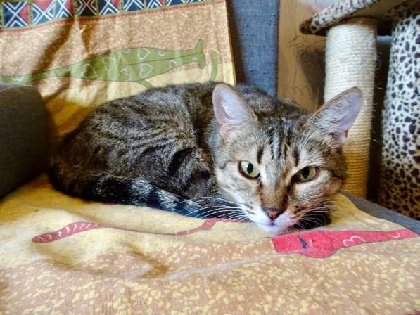 Алиса &mdash; беззащитное существо ищет дом в Москве фото 7