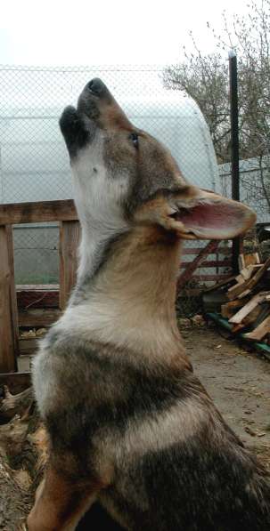 Чехословацкая волчья собака - 4 месяца в Москве