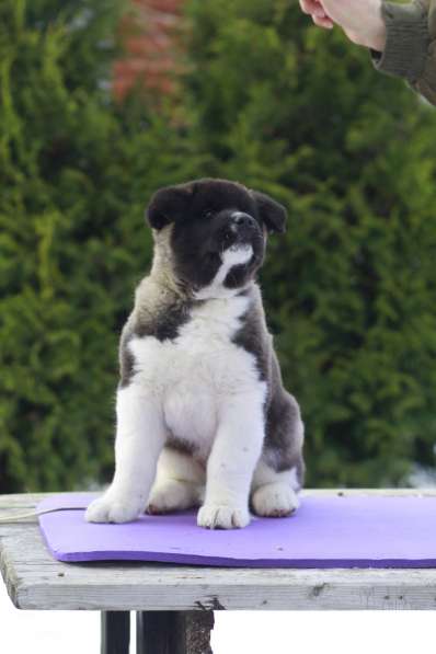 Щенки Американской акиты в Санкт-Петербурге фото 32