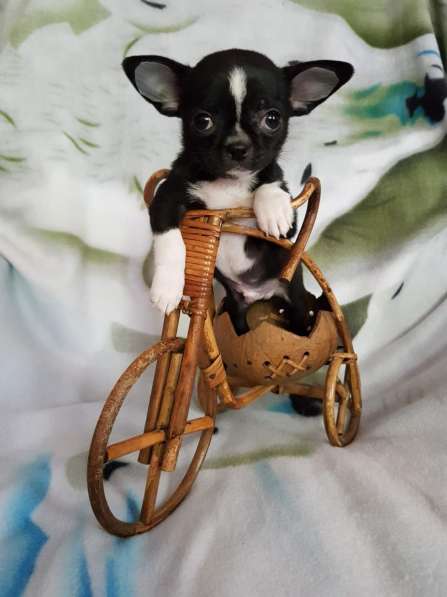 Щенок чихуахуа (кобель) в Киржаче фото 6