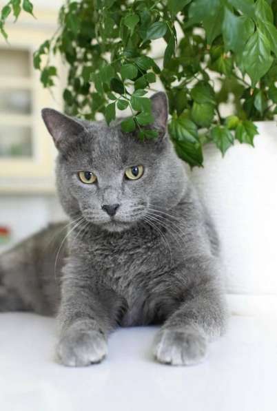 Красавец кот серо-голубого окраса в добрые руки в Москве