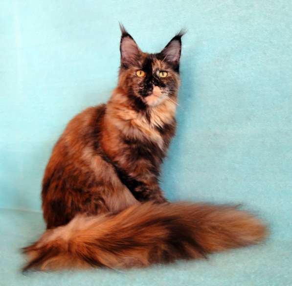 Апельсинки к Новому Году в Рязани фото 117