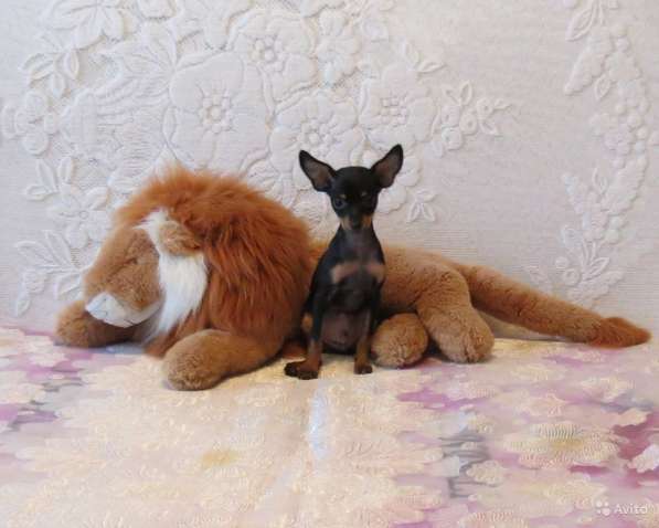 Щенки Русского Той терьера в Красноярске фото 5