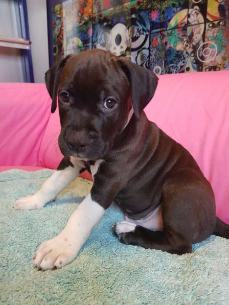 Американский стаффордширский терьер МАЛЬЧИК в Москве фото 8