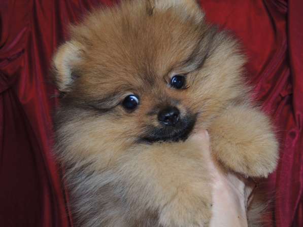 Померанский шпиц. Девочка