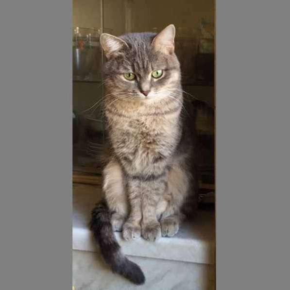 Кошка Валькирия ищет дом в Москве
