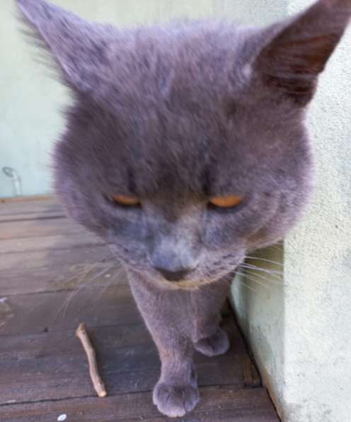 4-летний британский кот даром в Москве фото 20