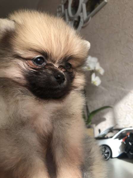 Продаются щенки шпица в фото 16