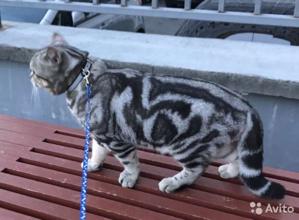 Вязка с котом-БРИТАНЦЕМ- котята от 2000 в Костроме фото 4