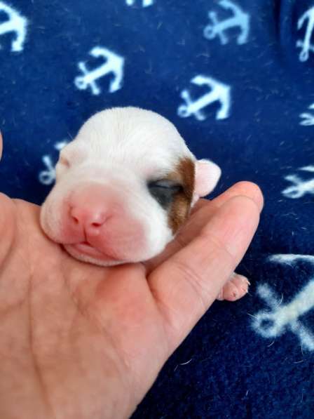 Милые мальчики и девочки Амстаффа резерв ркф в Москве фото 35