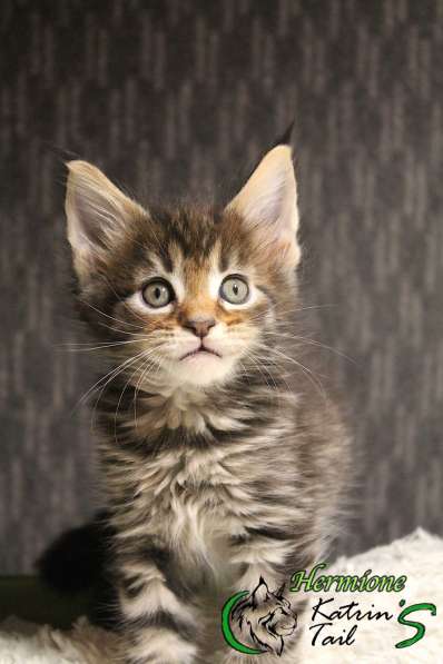 Hermione Мейн-Кун котенок в фото 5