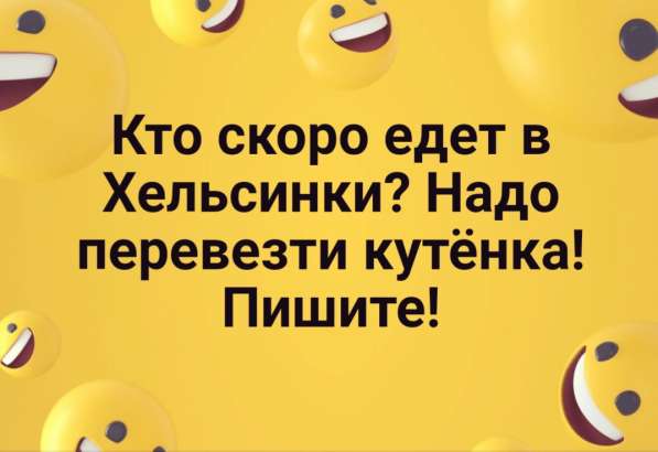 Кто сможет перевезти щенка в Москве фото 6