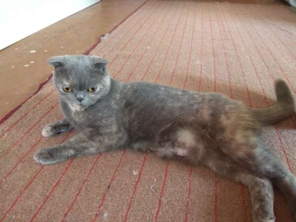 Животные в Ростове-на-Дону фото 7