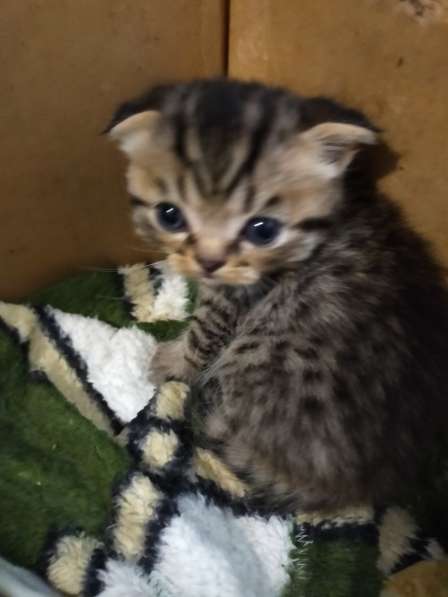 Шотландские котята в фото 35