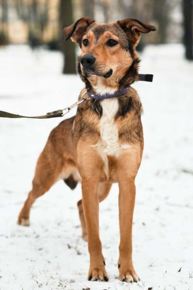 Очаровательная собачка компактного размера в Санкт-Петербурге фото 54