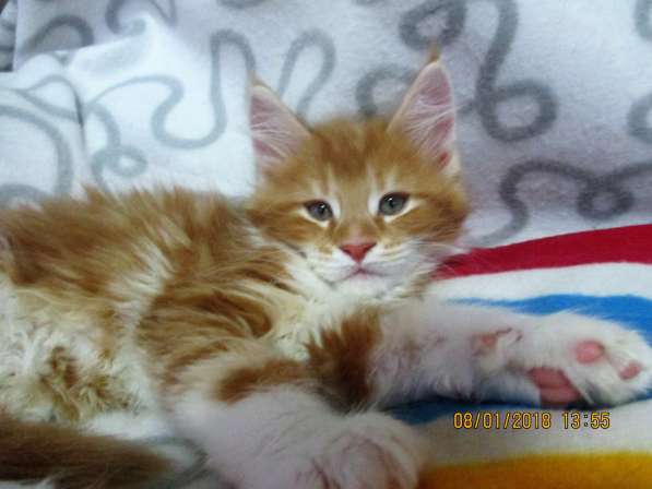 Девочки шоу/брид из питомника Arktur в Екатеринбурге фото 19