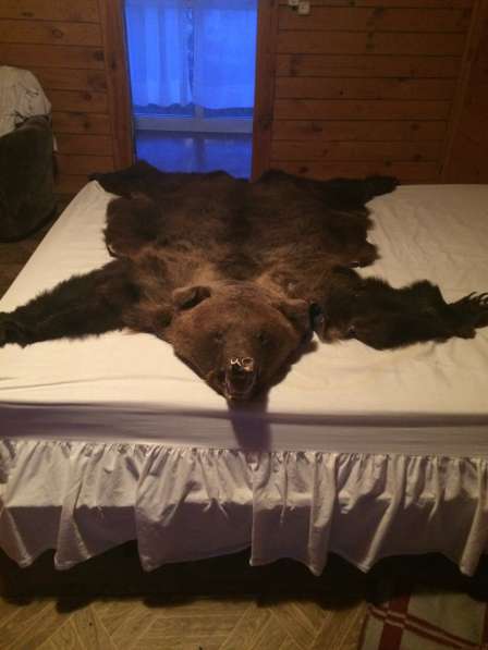 Шкура медведя в Челябинске