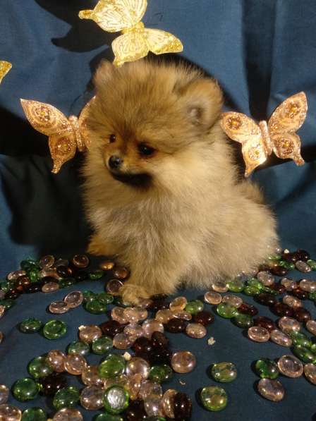 Щенки Померанский шпиц в фото 22