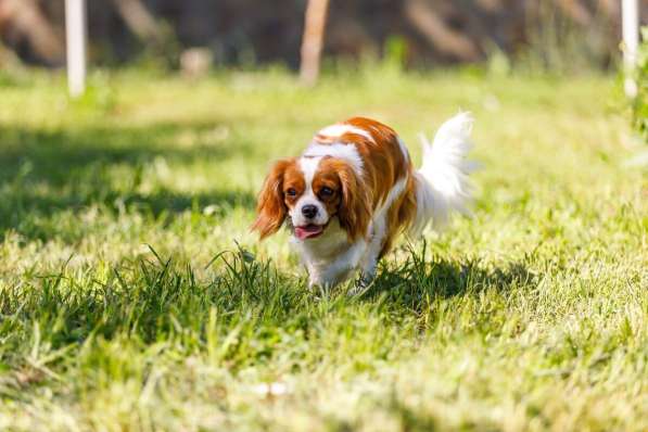 Кавалер Кинг Чарльз Спаниель в Москве фото 3