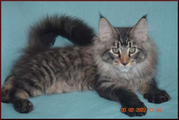 Роскошный черный котик мейн-кун из питомника в Астрахани фото 91