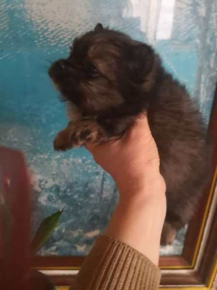 Щенок померанского шпица- микро - медвежонок в фото 32