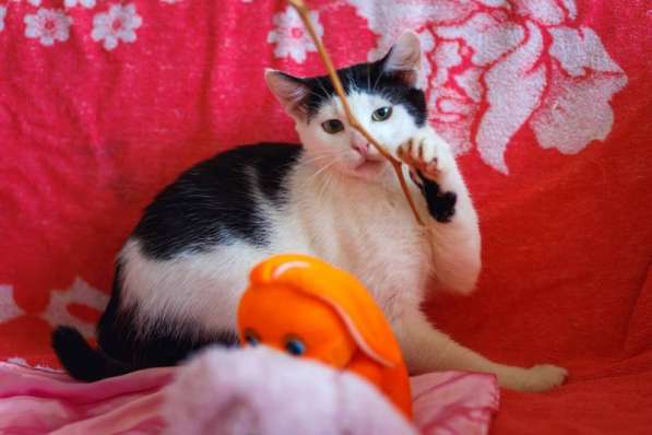 Лунтик, чудо-котенок, которому совсем не место в приюте в Москве фото 3