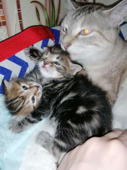 Курильчата в Саранске фото 12