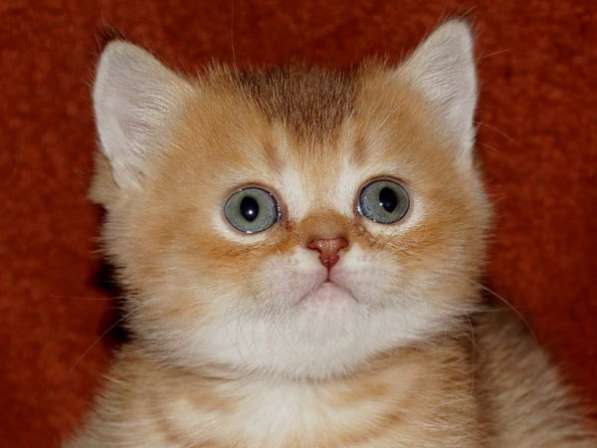 Герман в Санкт-Петербурге