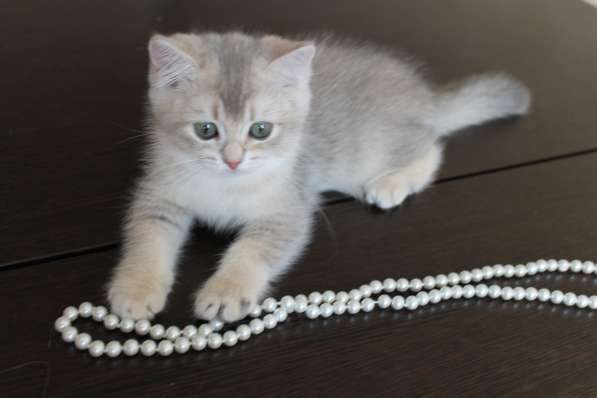 Золотая шиншилла-кошечка в Уфе фото 9