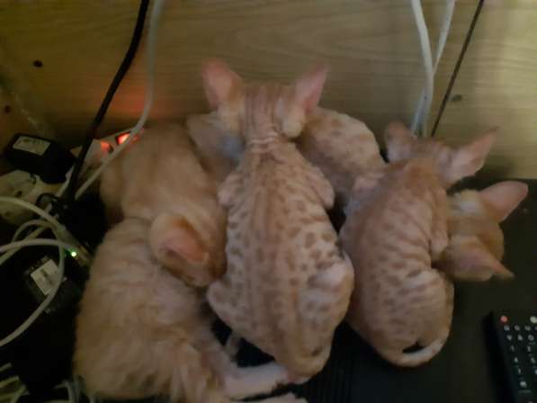 Сфинкс в Москве фото 6