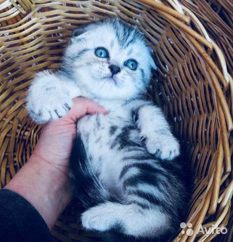 Котята-вислоухие и прямоухие в Костроме фото 20