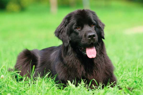 Дрессировка собак всех пород в Зеленограде фото 12