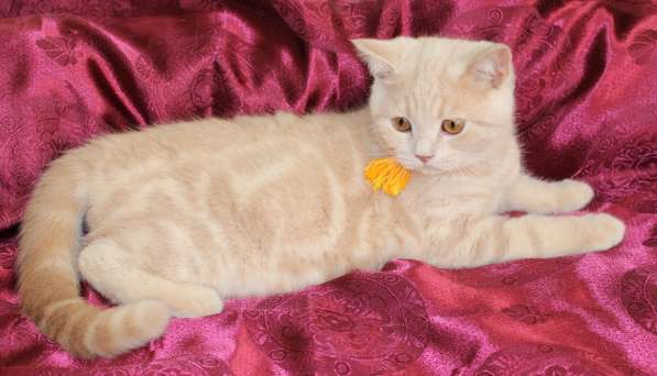 Шотландские котята в Твери фото 13