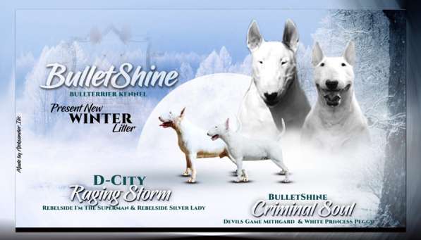 Бультерьер щенки в фото 14