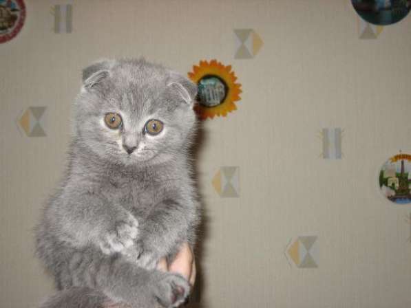 Шотландские вислоухие и прямоухие голубые котята в Москве фото 3