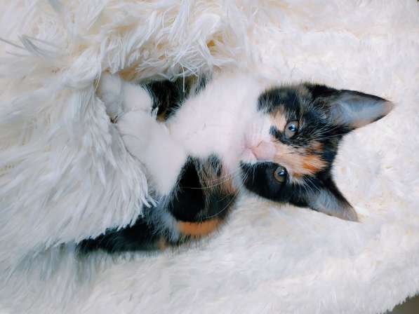 Трехцветный котенок, девочка ласкуша в Санкт-Петербурге фото 7