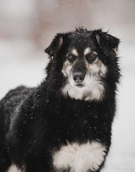 Пушистая весёлая Дакота ищет семью в Москве фото 39