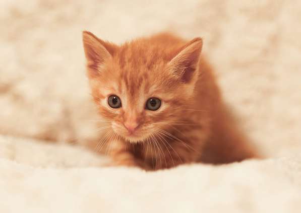 Шикарные рыжие котята в добрые руки в Обнинске фото 3