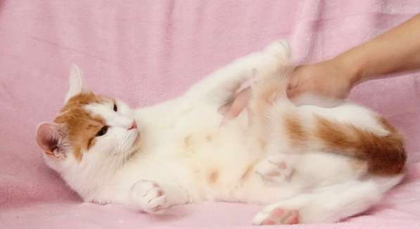 Кошечка Янина - два цвета счастья в добрые руки в Москве фото 17