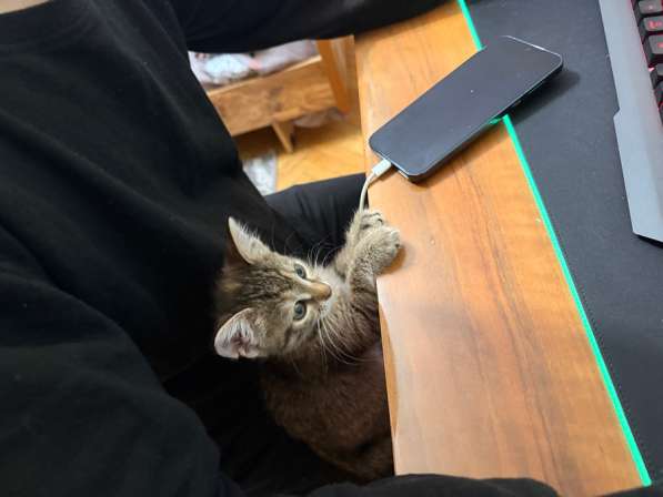 Отдаю котенка в добрые руки